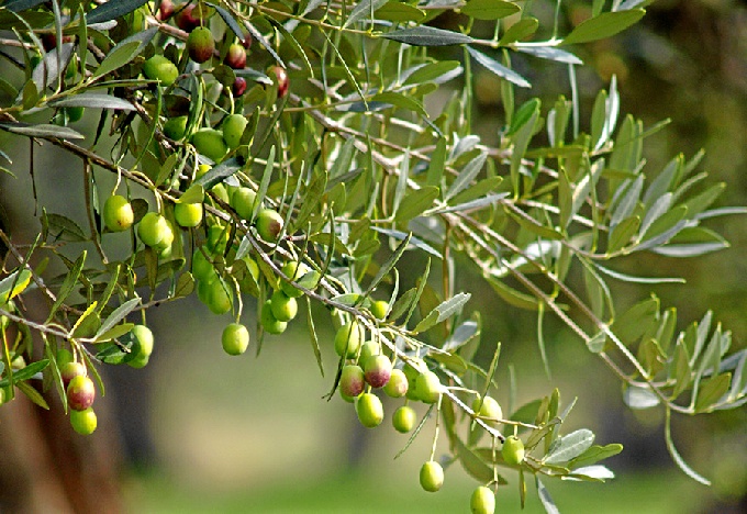 cooperativas_aceite_de_huelva1-1